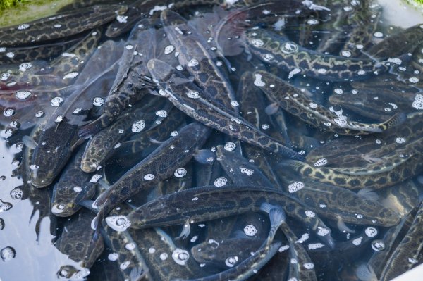 鼎冠策略 一度涨破10元/斤！近半年持续向好！中山三角生鱼重返上涨周期