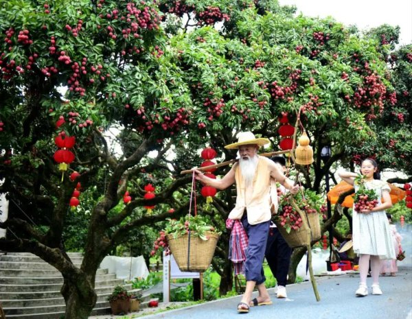 首胜证券 产销两旺！2025年增城荔枝销售额约21.52亿元！