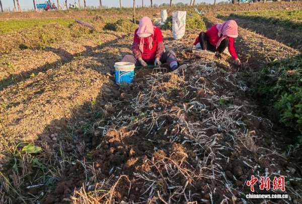 金砖财富 宁夏青铜峡：“土宝贝”迎丰收 鼓起村民“钱袋子”